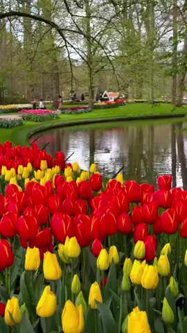 Netherlands 🌷💕 #azerbaycan #baku #tiktok #azerbaijan #capcut 