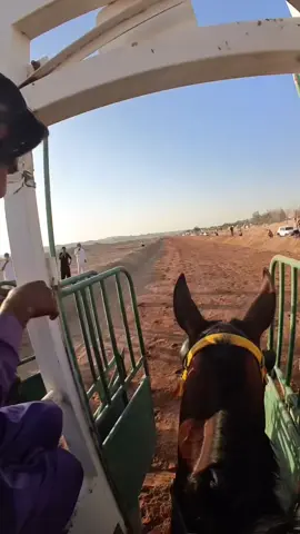 المكسب الثاني على التوالي مع البطل صقر البيارق#تبوك #اكسبلور #خيل_وخياله🐎 #explore 