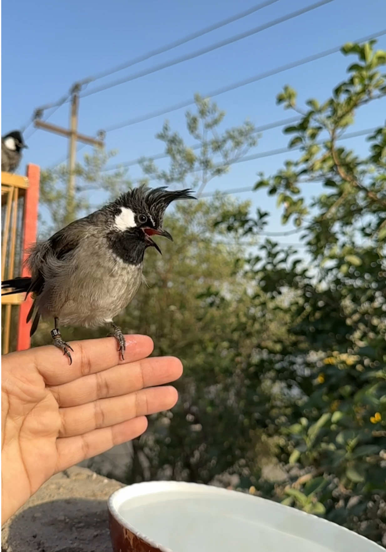 #بلابل  #شعر  #علي_رشم  #اكسبلور 