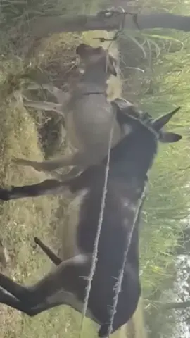 #cawboy #texas #farm 