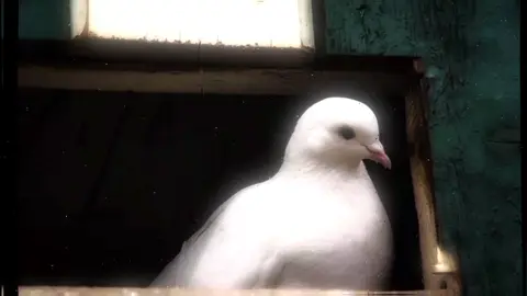 قطب نفسآ واسلمها ارتياحا 💔 . . #اناشيد 