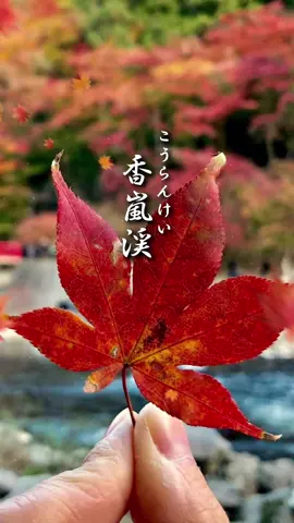 まるで別世界にきたみたい！ 愛知県豊田市【香嵐渓】こうらんけい。巴川に映る景色がまた美しい！ 11月1日から開催の第70回香嵐渓もみじ祭り！ #香嵐渓   #紅葉   #愛知県  #日本の秋   #四季日和 @四季日和   いろは坂と奥日光