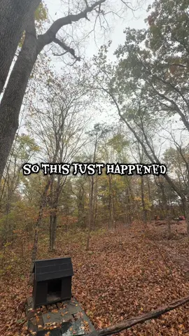 guess we looked like the best spot to take cover from the rain #birdbehavior #rainyday #autumn #mood #fallvibes 