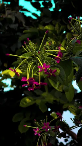 حاصلِ زندگی، حسرت کے سوا، کچھ نہیں🥹🥀 یہ کیا نہیں، وہ ہوا نہیں، یہ ملا نہیں، وہ رہا نہیں❤‍🩹#millionviews #fyp @👑𝐒𝐀𝐅𝐄𝐄𝐑_.𝟗𝟗❤️‍🔥 