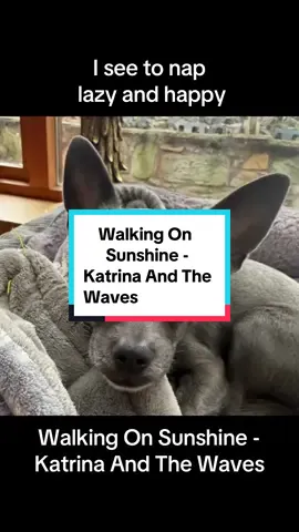 Pablos walking on sunshine… The postman’s walking on egg shells😳 #postman #chihuahua #dog #guarddog #singingdog 