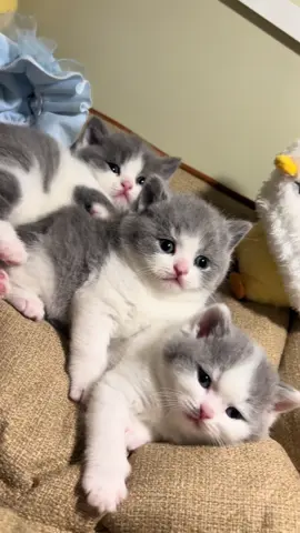 👶🏻👶🏻👶🏻 #adopsikucingjogja #adopsikucing #bshkitten #cats #cute 