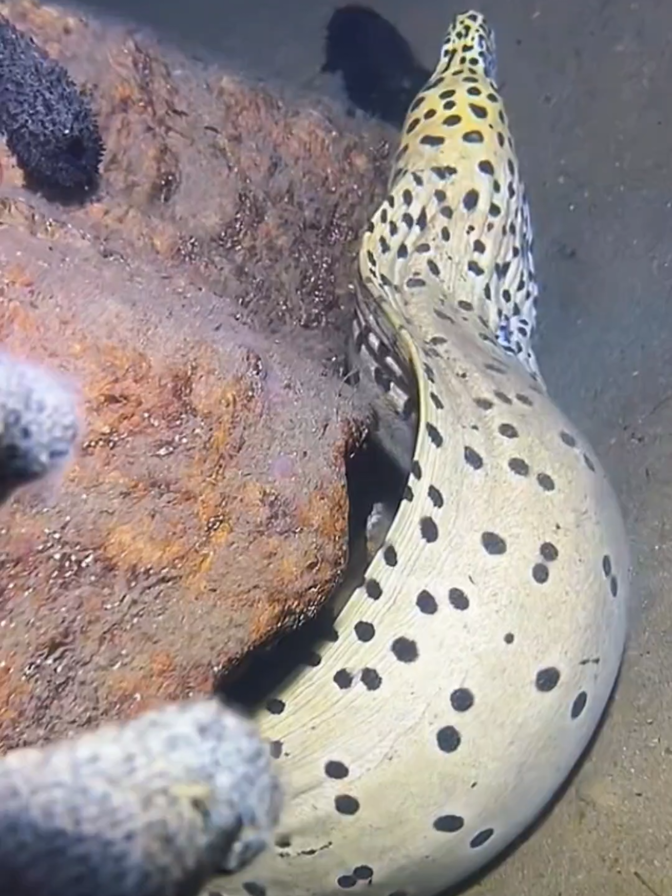 Finally i caught a giant eel on the sea bed. #diving #crab #eel #seafood #seaside 