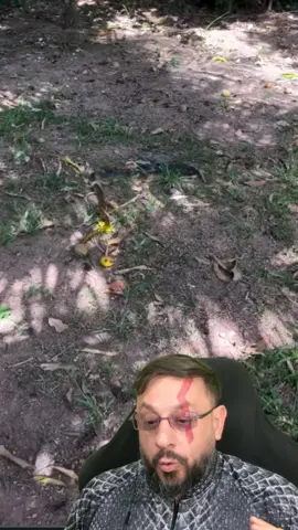 Cobra comendo outra cobra: Drymarchon corais X Corallus hortulana #biologohenrique #animais #biologo