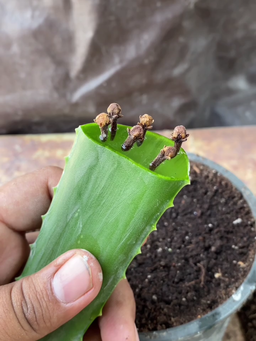 how to grow peanut, cucumber and cloves #garden #viral #plants #foryoupage #fyp 