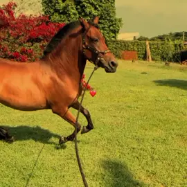 #creatorsearchinsights  #videoviral #caballos #parati #agropecuaria @TikTok 