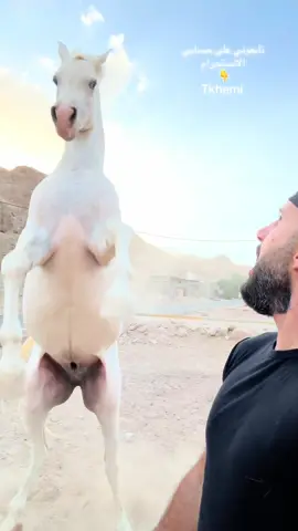 #ماشاءالله_تبارك_الله_اذكروا_الله #خيل_وخياله🐎 #اكسبلور #ammanjordan🇯🇴 