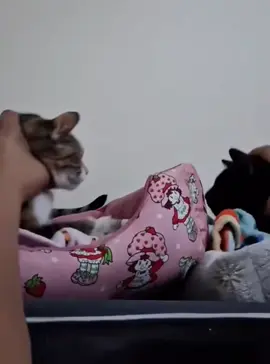When you have two cats 😹🐈🐈👉 #catvideos #twocats #funnycats #catsoftiktok