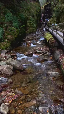 Your sign to visit Flume Gorge NH during foliage🍁🐻#fyp #newhampshire #flumegorge 