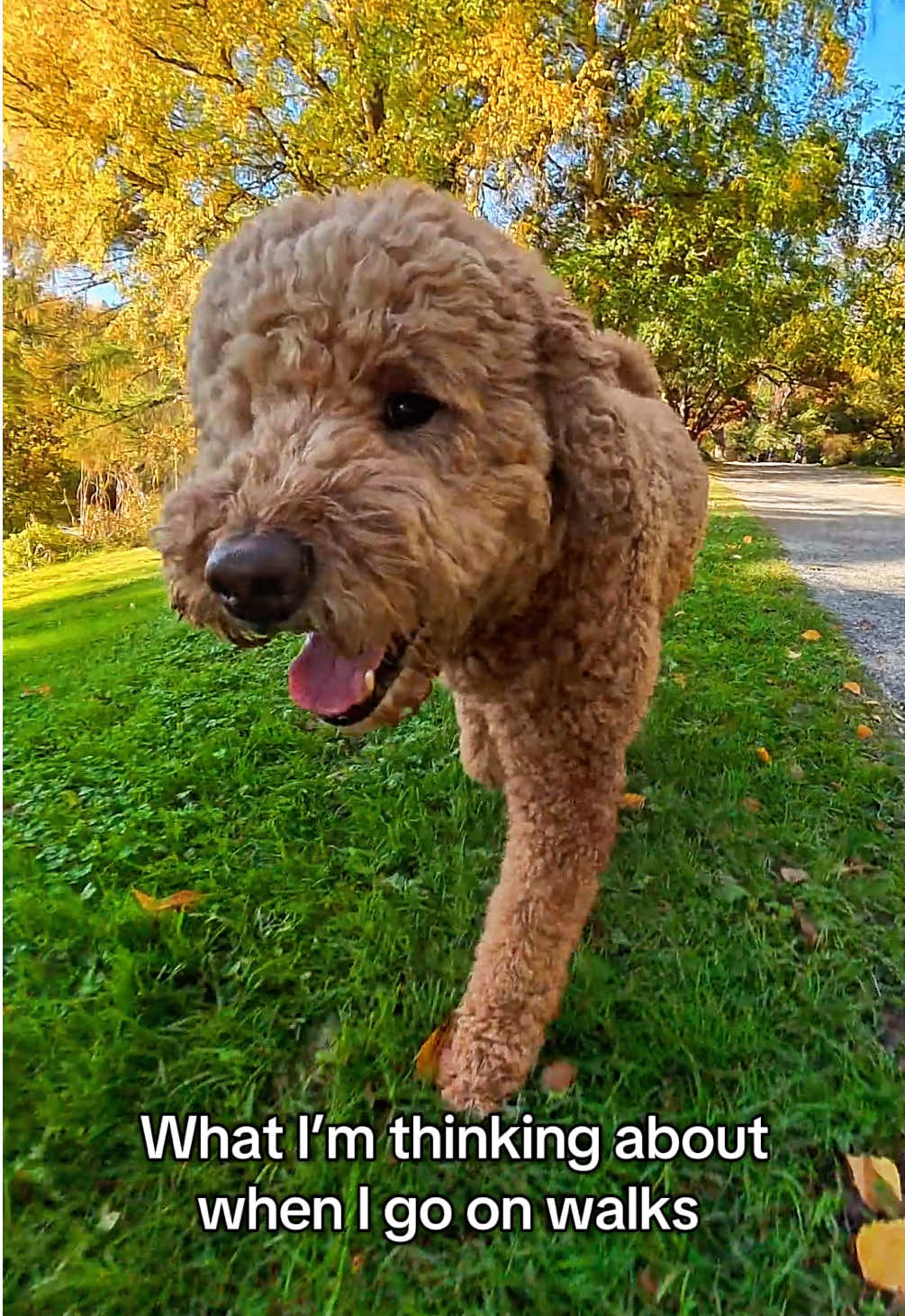 What I’m thinking about when I go on walks: no broke toys. no new chews. I want steak, not fry dog food. 🥩💅 High standards. Soft fur. Expensive taste. Because I don’t play fetch for free. 🎬🐾 If your pup agrees, we can be besties…steak only club. 👇 #dogpack #doodlesoftiktok #dogthoughts #DogHumor #DogLifestyle  