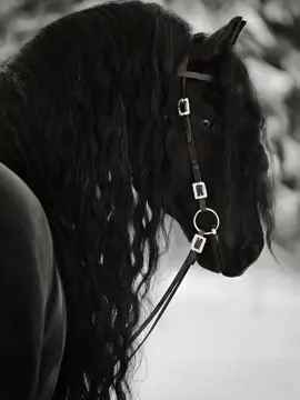 #creatorsearchinsights #horus #horsesontiktok #viral #flypシ @Umaii @Umaii 