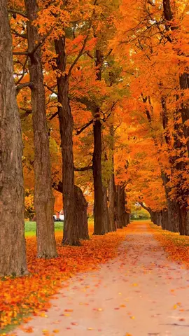 #autumn #autumnvibes #october #fallincanada #foryou 