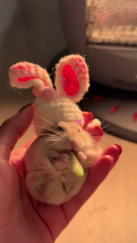 #fyp #foryou #hamster #hamsters #كيوت 