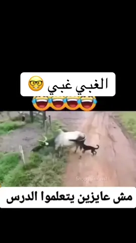 #creatorsearchinsights #افتراس #عالم_الافتراس 