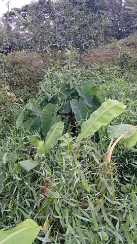 #viraltikto para tiiiii