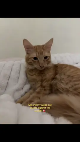 Mi bebé #lovelovelove #cats #goviral #orangecat #baby 