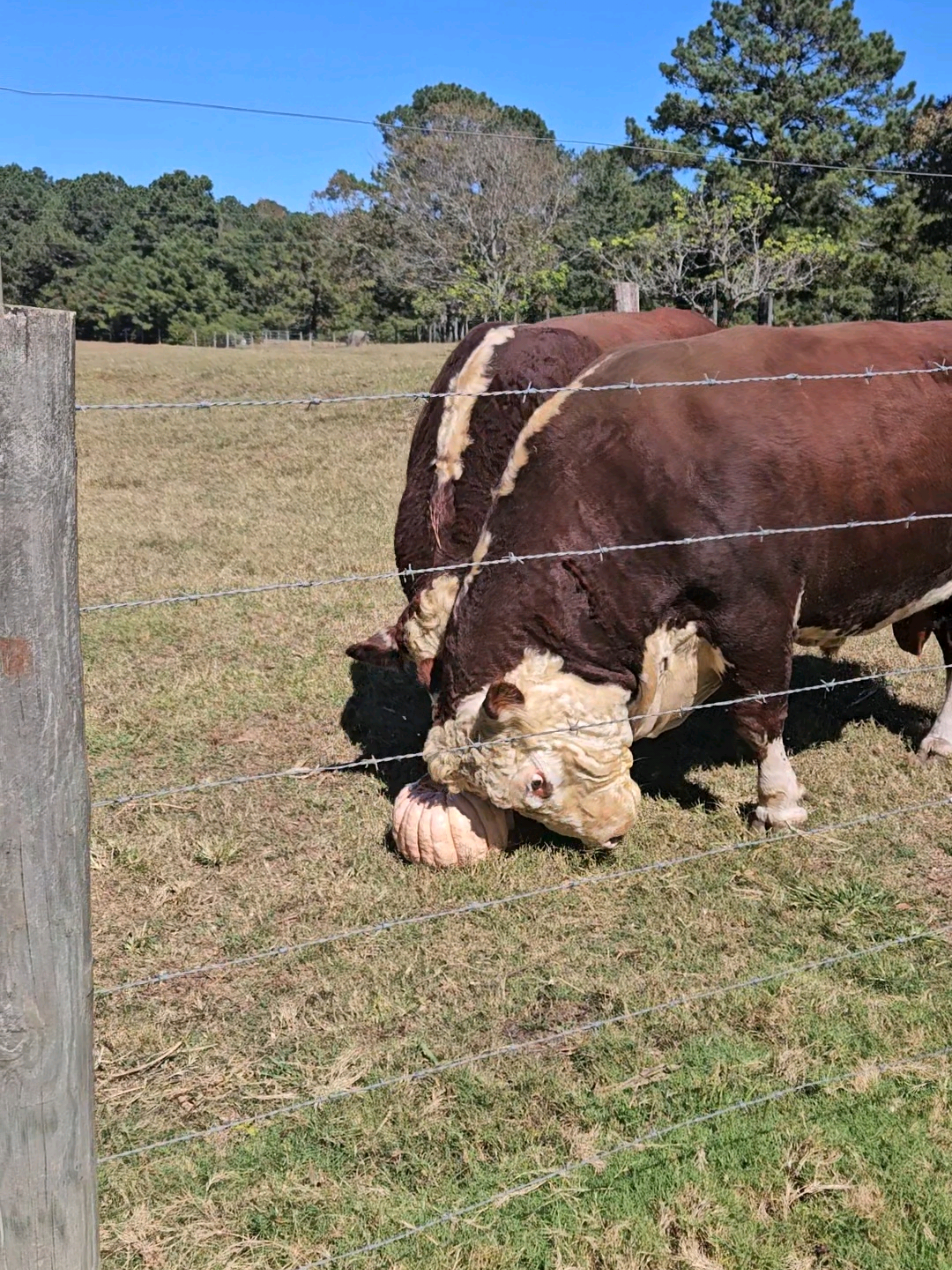 Junior said: “Sharing? Never heard of her.” 😌🎃 #farmtok #familyfarm #WhitleyFarms #FYP #bulltok 