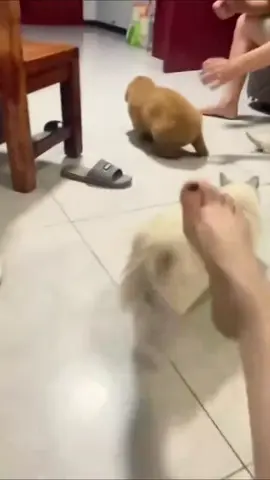 Never challenge a cat mom🐾 #cat #cats #catlover #catsoftiktok #kitten 