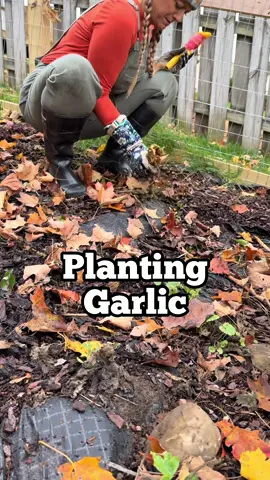 Planting Garlic 🧄 