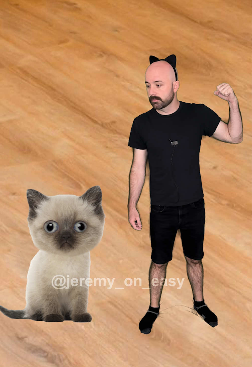 Trying to introduce a kitten to your cat 