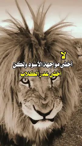 #fyp #tiktok #عبارات #اسبانيا 