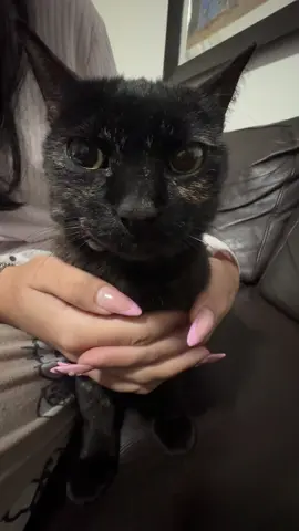 sus #fyp #sillycatsoftiktok #ashleythesillycat #cattok 