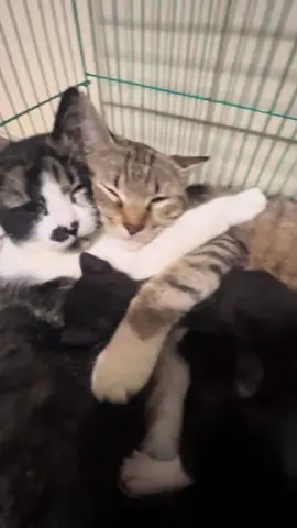 Gimana kk hehe 😛🐱😺 #kucinglucu #fypkucing #fyppppppppppppppppppppppp #sukakucing  