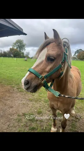 Rest in eternal peace, Biscuit 🤍  Life can be so cruel and sadly, the equine world is no exception. Biscuit has been a painful lesson in trust, and a reminder that sometimes, caution must come before trust in others. In over 23 years of being around, working with, and owning horses, I’ve never experienced something like this - being mis-sold a horse was a first, and it really has changed the way I see people and this world. It’s incredibly hard to comprehend how some people can live with themselves, knowing they’ve put not only adults but also young children at real risk. That’s something I will never understand.  Biscuit, I’m truly grateful you found your way to me, to someone who truly cared and was willing to do the right thing, no matter how heartbreaking. You’re free now, no more pain and no more being passed from one place to another 🤍 Run free beautiful boy 🌈 #rip #fyp #beautiful #boy #pony 