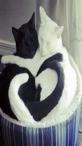 ☯️ (song: ilyTOMMY - Princess Bubblegum) #ilytommy #ilytommyprincessbubblegum #catsoftiktok #viral #tiktok