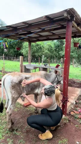 Bañando al rey 🐮🥰