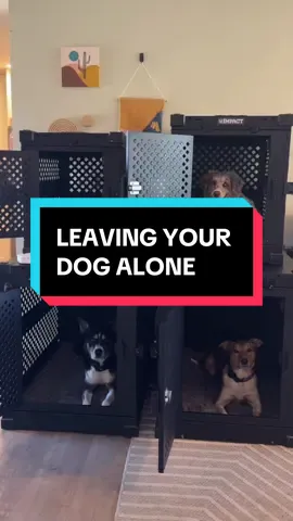 In my opinion: There isn’t one right number because every dog is different. It depends on their age, health, energy level, behavioral needs, and how much mental and physical fulfillment they get throughout the week. A young, high-energy dog that isn’t getting enough stimulation will struggle even after a few hours, while an older, calm dog might nap peacefully most of the day. That’s why I always tell people: don’t just pick a dog because they’re cute or a certain breed you like. Pick a dog that actually fits your lifestyle. If you work long hours, travel a lot, or have a busy schedule, that’s okay but choose a dog whose needs align with that reality. I love that I can trust no longer how long I have to be away from my dogs, they are safe in their @impactdogcrates 🤍  #dogmom #dogowner #rescuedog #kotaspen #dogtrainingtips  