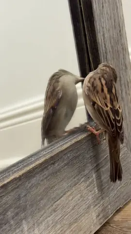 #SavingIris #birdsoftiktok🦜 #HouseSparrow 