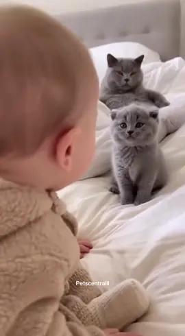 A baby and kitten playing together like lifelong best friends 🐱👶#cute #baby #funny #fyp 