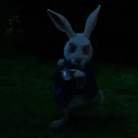 All roads lead to Rome #allroadsleadtorome#viral#trends#fyp#rabbits 