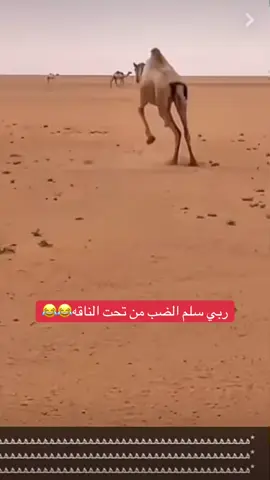 يمه وربي اخاف من الناقه الي تهبد كذا 😭#فلاح_نجر #هشتاقاتي_الترند_المشهور #وجد_الروقي #مشاهدات100k🔥 #اكسبلورexplore_يوصل_لنبض_قلبي🥹❤️ 