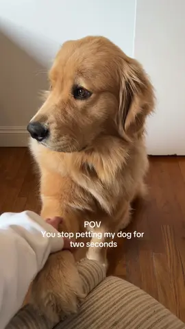 Needy boy #goldenretriever #dogsoftiktok #funnydogs
