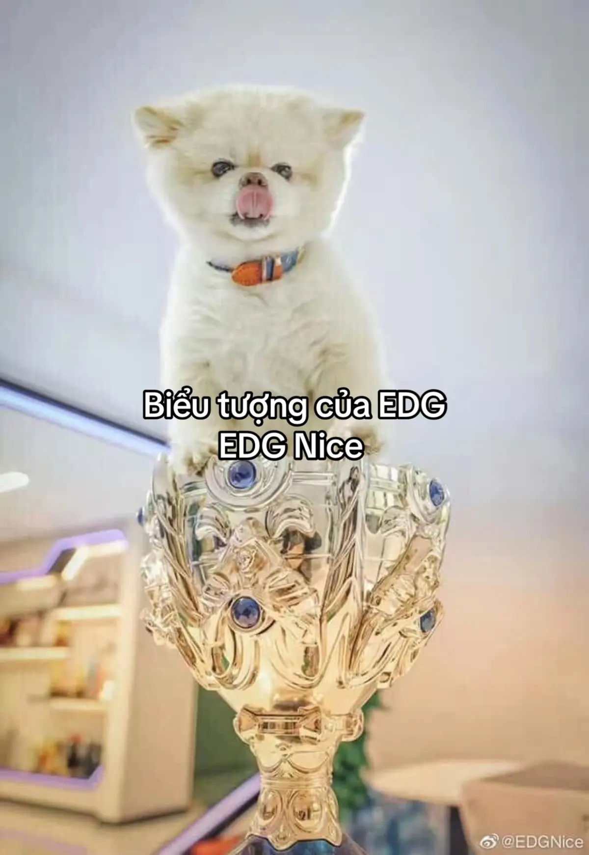 Vào những ngày đầu Deft qua Trung thi đấu cho EDG, bầu không khí trong đội lúc đó khá trầm lắng và Deft đã có mong muốn nuôi một bé thú cưng. Ông chủ lập tức đồng ý và Nice đã được mang về trụ sở. Kể từ đó đến nay cũng đã 10 năm, Nice trở thành một biểu tượng của EDG. Nice không chỉ là một chú cún mà còn là minh chứng lịch sử cho mọi thời kỳ thăng trầm của EDG. 10 năm qua, có người đến cũng có người đi, Nice vẫn luôn ở đó chứng kiến những câu chuyện, cuộc sống, tiếng cười của những chàng thiếu niên theo đuổi giấc mơ và chứng kiến những cuộc chia ly đầy nuối tiếc. Suy cho cùng, mọi thứ đều có thể thay đổi nhưng còn nhóc vẫn luôn ở đó.  _ Đến cuối cùng, nhóc vẫn là không đợi được đến lúc bố Deft về thăm nhóc 🥹.  Nhóc ngủ ngon nhé~ rồi bố sẽ đến thôi.  #EDG #Deft #Nice #Edgnice 