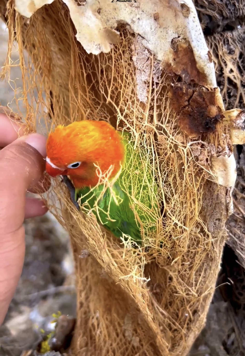 كوكي ماذا تفعل هنا؟! 😅🤔 Cookie, What Are You Doing Here?  #كوكي  #cookie
