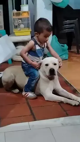 #perromoto🐕😆 #algodecomedia🤩🤪🤪🤣🤣 #ValoraViveSienteAgradeceYNOHagasdaño #paratiiiiiiiiiiiiiiiiiiiiiiiiiiiiiiioparamiiiiii #amen🙏 