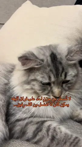 حبايب قلبي😢❤️ #fyyyyyyyyyyyyyyyy #explore #cat #foryou 