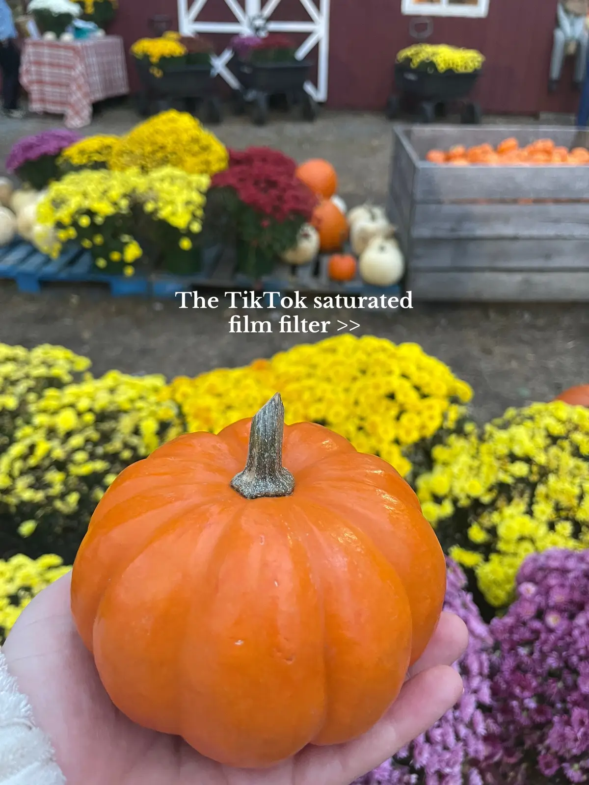 Seen this filter all over TikTok & I will now be using it for everything   #saturatedfilm #tiktok #filter #viral #trending 