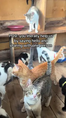 POVsyou literally help us by saying hello and sharing with one person#help #fypシ #catlover #catsoftiktok #donate 