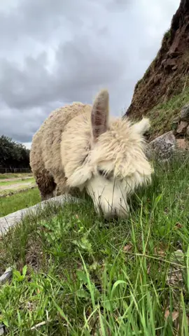 Alpaca in its’ natural state #cusco #alpaca #peru #travel #fyp