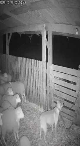 #are #scary #fy #cctv #skinwalker Luckily his head got stuck in a barn door. 