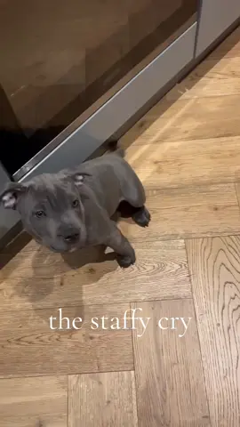 #staffy #puppy #staffordshirebullterrier #staffylove  #bluestaffypuppy 💘