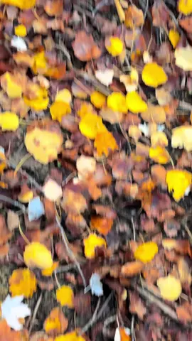 🍂🍁